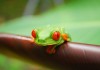 The Red Eyed Tree Frog Poster: Art and Activism
