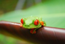 The Red Eyed Tree Frog Poster: Art and Activism