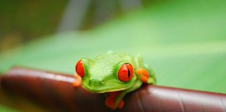 The Red Eyed Tree Frog Poster: Art and Activism